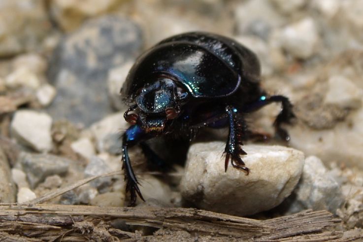 Identificazioni